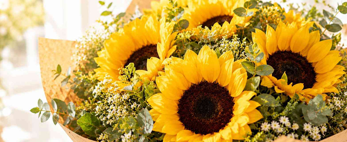 Girasoles